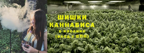 стаф Алзамай
